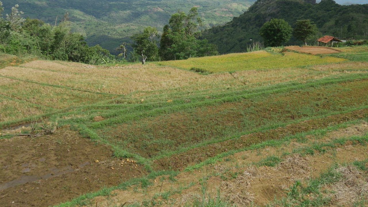 On-farm biogas flame