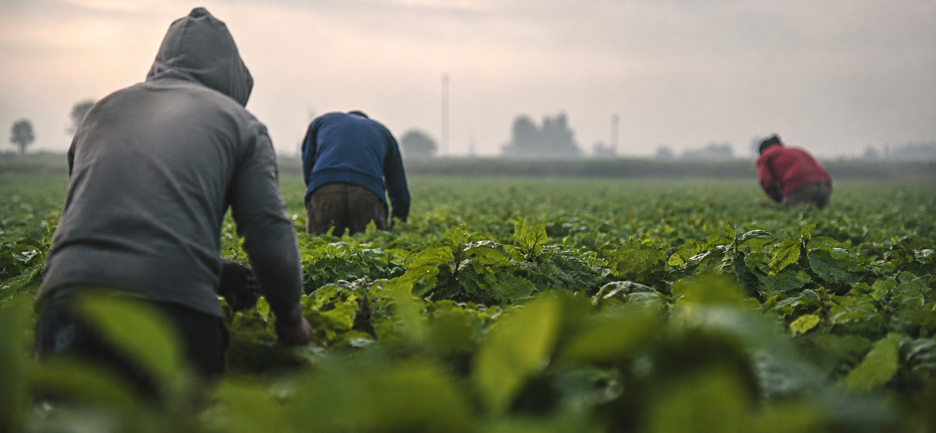 Farm workers moving through a green field, tending crops
