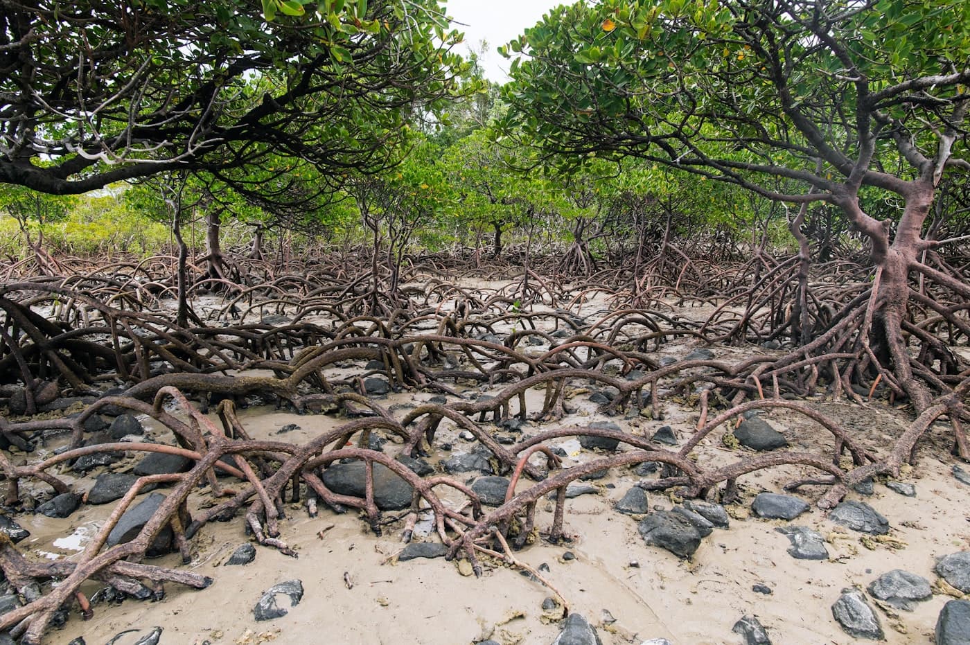 Mangrove roots on a tidal mudflat